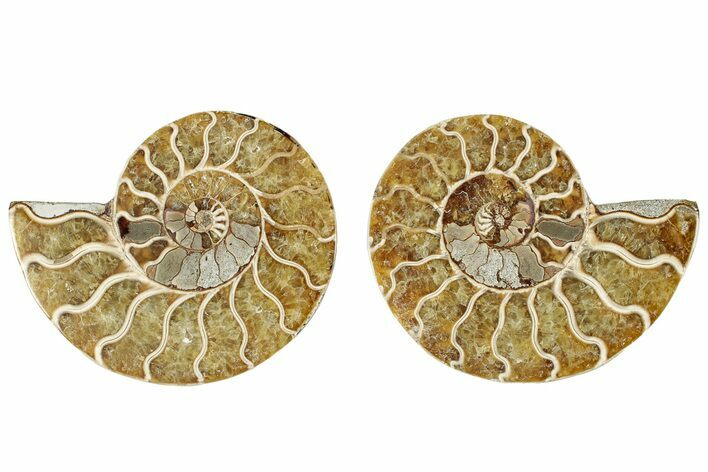 Cut & Polished, Agatized Ammonite Fossil - Madagascar #317694